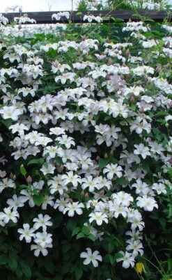 Huldine Clematis - 1 Gallon Pot 14 Huldine Clematis - 1 Gallon Pot -Garden Outdoor Plant Store clematis huldine 9