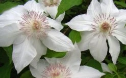Hyde Hall Clematis - 1 Gallon Pot -Garden Outdoor Plant Store clematis hyde hall 1