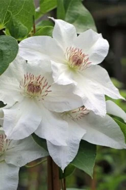Hyde Hall Clematis - 1 Gallon Pot -Garden Outdoor Plant Store clematis hyde hall 4