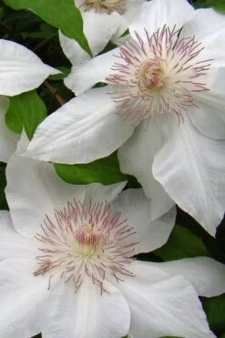 Hyde Hall Clematis - 1 Gallon Pot -Garden Outdoor Plant Store clematis hyde hall 5