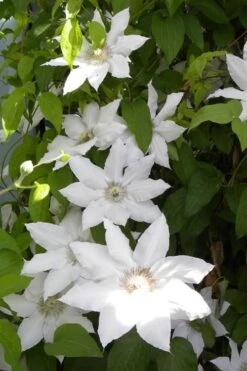 Hyde Hall Clematis - 1 Gallon Pot -Garden Outdoor Plant Store clematis hyde hall 6