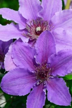 Ines Clematis - 1 Gallon Pot 11 Ines Clematis - 1 Gallon Pot -Garden Outdoor Plant Store clematis ines 3