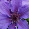 Ines Clematis - 1 Gallon Pot -Garden Outdoor Plant Store clematis ines 5