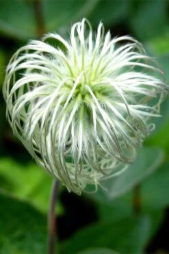 Clematis Integrifolia (Solitary Bush Clematis) - 1 Gallon Pot 14 Clematis Integrifolia (Solitary Bush Clematis) - 1 Gallon Pot -Garden Outdoor Plant Store clematis integrifolia soiltary bush clematis 6