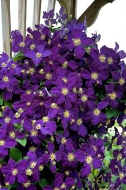 Jakmanii Purple Clematis - 1 Gallon Pot 10 Jakmanii Purple Clematis - 1 Gallon Pot -Garden Outdoor Plant Store clematis jackmanii 5