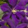 Jakmanii Purple Clematis - 1 Gallon Pot -Garden Outdoor Plant Store clematis jackmanii 7