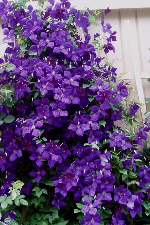 Jakmanii Purple Clematis - 1 Gallon Pot 7 Jakmanii Purple Clematis - 1 Gallon Pot - Image 5