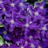 Jackmanii Superba Clematis - 1 Gallon Pot 2 Jackmanii Superba Clematis - 1 Gallon Pot -Garden Outdoor Plant Store clematis jackmanii superba 1