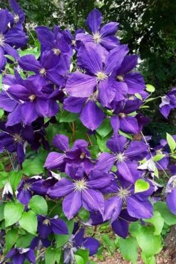 Jackmanii Superba Clematis - 1 Gallon Pot 11 Jackmanii Superba Clematis - 1 Gallon Pot -Garden Outdoor Plant Store clematis jackmanii superba 3