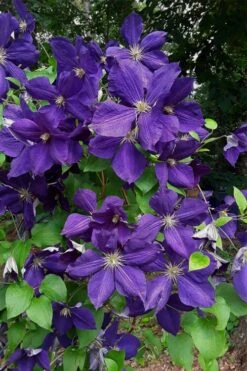 Jackmanii Superba Clematis - 1 Gallon Pot 12 Jackmanii Superba Clematis - 1 Gallon Pot -Garden Outdoor Plant Store clematis jackmanii superba 4