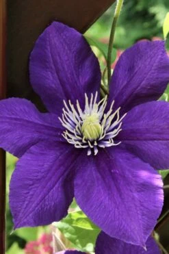 Jackmanii Superba Clematis - 1 Gallon Pot 13 Jackmanii Superba Clematis - 1 Gallon Pot -Garden Outdoor Plant Store clematis jackmanii superba 5