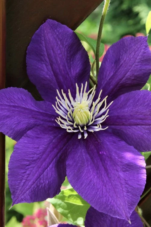 Jackmanii Superba Clematis - 1 Gallon Pot 8 Jackmanii Superba Clematis - 1 Gallon Pot - Image 6