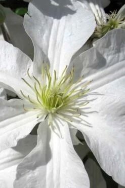 John Huxtable Clematis - 1 Gallon Pot -Garden Outdoor Plant Store clematis john huxtable 1