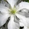 John Huxtable Clematis - 1 Gallon Pot -Garden Outdoor Plant Store clematis john huxtable 2