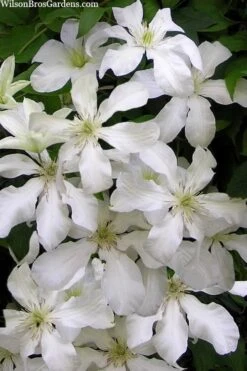 John Huxtable Clematis - 1 Gallon Pot -Garden Outdoor Plant Store clematis john huxtable 3