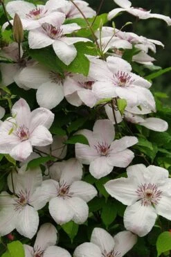 John Paul II Clematis - 1 Gallon Pot 12 John Paul II Clematis - 1 Gallon Pot -Garden Outdoor Plant Store clematis john paul II 11