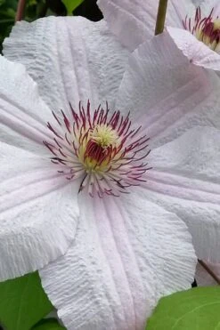 John Paul II Clematis - 1 Gallon Pot 11 John Paul II Clematis - 1 Gallon Pot -Garden Outdoor Plant Store clematis john paul II 12