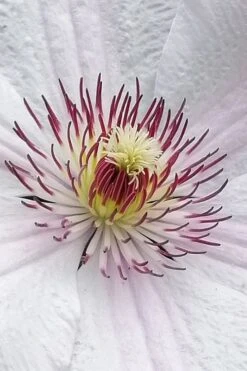 John Paul II Clematis - 1 Gallon Pot 13 John Paul II Clematis - 1 Gallon Pot -Garden Outdoor Plant Store clematis john paul II 5