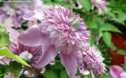 Josephine Clematis - 1 Gallon Pot 11 Josephine Clematis - 1 Gallon Pot -Garden Outdoor Plant Store clematis josephine 15