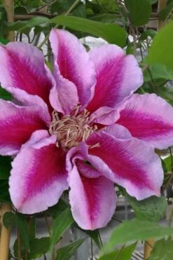 Killian Donahue Clematis - 1 Gallon Pot 13 Killian Donahue Clematis - 1 Gallon Pot -Garden Outdoor Plant Store clematis killian donahue 1