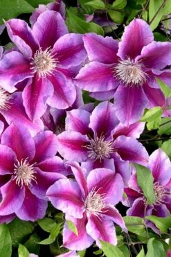 Killian Donahue Clematis - 1 Gallon Pot 15 Killian Donahue Clematis - 1 Gallon Pot -Garden Outdoor Plant Store clematis killian donahue 2