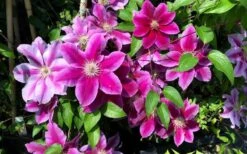 Killian Donahue Clematis - 1 Gallon Pot 14 Killian Donahue Clematis - 1 Gallon Pot -Garden Outdoor Plant Store clematis killian donahue 3