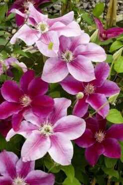 Killian Donahue Clematis - 1 Gallon Pot 12 Killian Donahue Clematis - 1 Gallon Pot -Garden Outdoor Plant Store clematis killian donahue 4