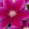 Killian Donahue Clematis - 1 Gallon Pot -Garden Outdoor Plant Store clematis killian donahue 8