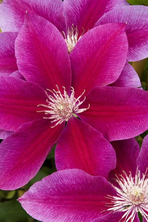 Killian Donahue Clematis - 1 Gallon Pot 3 Killian Donahue Clematis - 1 Gallon Pot