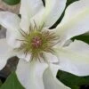Kitty Clematis - 1 Gallon Pot -Garden Outdoor Plant Store clematis kitty 14