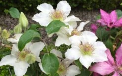 Kitty Clematis - 1 Gallon Pot 15 Kitty Clematis - 1 Gallon Pot -Garden Outdoor Plant Store clematis kitty 2