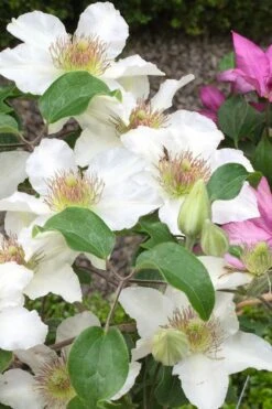 Kitty Clematis - 1 Gallon Pot 16 Kitty Clematis - 1 Gallon Pot -Garden Outdoor Plant Store clematis kitty 3