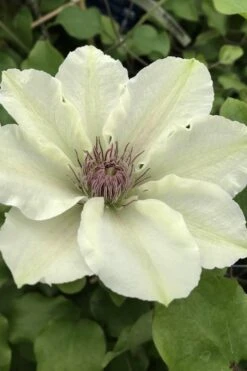 Kitty Clematis - 1 Gallon Pot 14 Kitty Clematis - 1 Gallon Pot -Garden Outdoor Plant Store clematis kitty 4