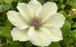 Kitty Clematis - 1 Gallon Pot 18 Kitty Clematis - 1 Gallon Pot -Garden Outdoor Plant Store clematis kitty 8