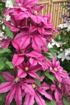 Liberation Clematis - 1 Gallon Pot -Garden Outdoor Plant Store clematis liberation 4