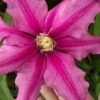 Liberation Clematis - 1 Gallon Pot -Garden Outdoor Plant Store clematis liberation 5