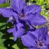 Lindsay Clematis - 1 Gallon Pot 1 Lindsay Clematis - 1 Gallon Pot -Garden Outdoor Plant Store clematis lindsay 4