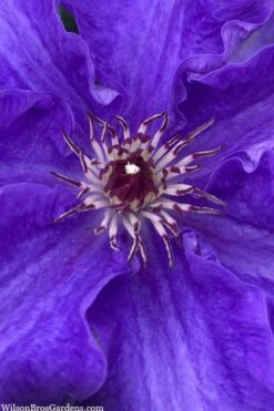 Lindsay Clematis - 1 Gallon Pot -Garden Outdoor Plant Store clematis lindsay 5