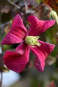 Madame Julia Correvon Clematis - 1 Gallon Pot -Garden Outdoor Plant Store clematis madame julia correvon 10