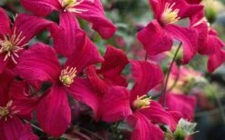 Madame Julia Correvon Clematis - 1 Gallon Pot -Garden Outdoor Plant Store clematis madame julia correvon 13