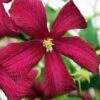 Madame Julia Correvon Clematis - 1 Gallon Pot 2 Madame Julia Correvon Clematis - 1 Gallon Pot -Garden Outdoor Plant Store clematis madame julia correvon 14