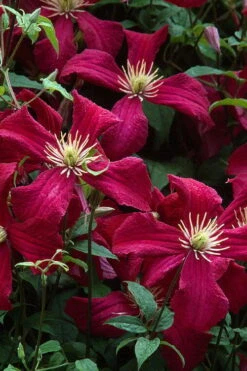Madame Julia Correvon Clematis - 1 Gallon Pot -Garden Outdoor Plant Store clematis madame julia correvon 7