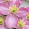 Montana Elizabeth Clematis - 1 Gallon Pot