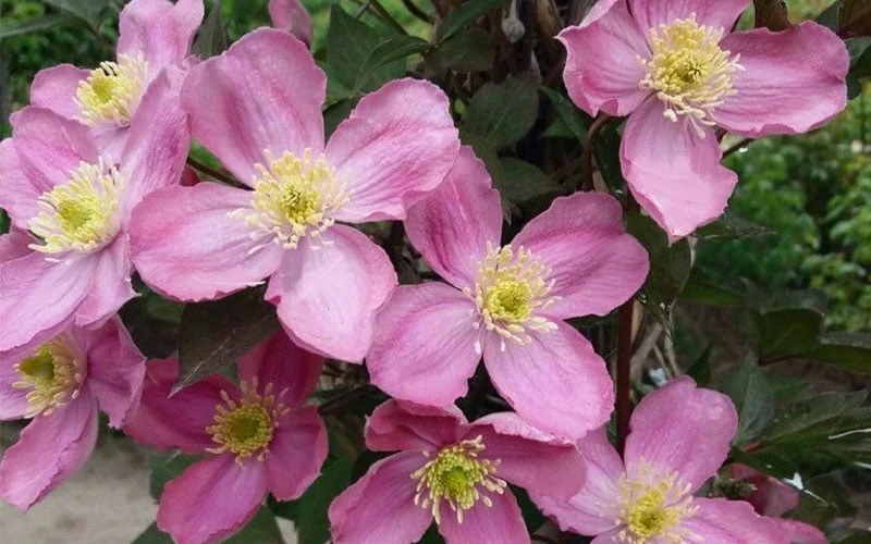 Montana Elizabeth Clematis - 1 Gallon Pot 8 Montana Elizabeth Clematis - 1 Gallon Pot - Image 6