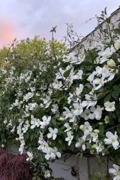 Grandiflora Montana Clematis - 1 Gallon Pot 15 Grandiflora Montana Clematis - 1 Gallon Pot -Garden Outdoor Plant Store clematis montana grandiflora 1