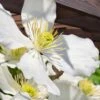 Grandiflora Montana Clematis - 1 Gallon Pot -Garden Outdoor Plant Store clematis montana grandiflora 13