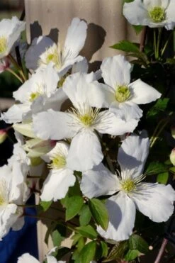 Grandiflora Montana Clematis - 1 Gallon Pot 14 Grandiflora Montana Clematis - 1 Gallon Pot -Garden Outdoor Plant Store clematis montana grandiflora 9