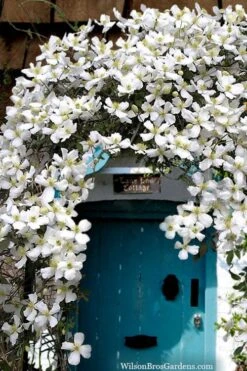 Grandiflora Montana Clematis - 1 Gallon Pot 13 Grandiflora Montana Clematis - 1 Gallon Pot -Garden Outdoor Plant Store clematis montana grandiflora20copy