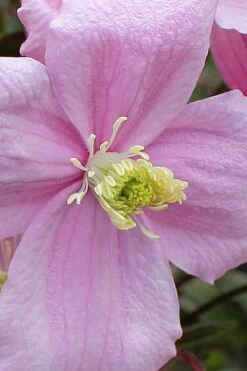 Mayleen Montana Clematis - 1 Gallon Pot 19 Mayleen Montana Clematis - 1 Gallon Pot -Garden Outdoor Plant Store clematis montana mayleen 4