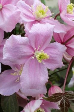 Mayleen Montana Clematis - 1 Gallon Pot 18 Mayleen Montana Clematis - 1 Gallon Pot -Garden Outdoor Plant Store clematis montana mayleen 5